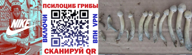Галлюциногенные грибы Psilocybine cubensis  как найти наркотики  Орехово-Зуево 