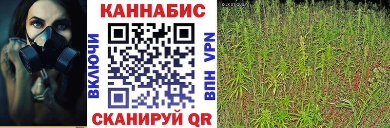 купить наркотик  Орехово-Зуево  Конопля семена 